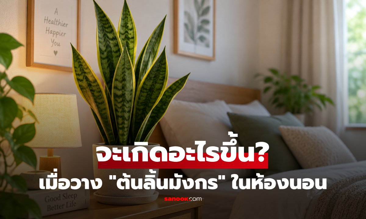 วาง “ต้นลิ้นมังกร” ไว้ในห้องนอน เกิดอะไรขึ้น? เปิดข้อดีที่หลายคนอาจไม่เคยรู้!
