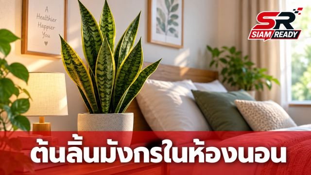 วาง “ต้นลิ้นมังกร” ไว้ในห้องนอน เกิดอะไรขึ้น? เปิดข้อดีที่หลายคนอาจไม่เคยรู้!