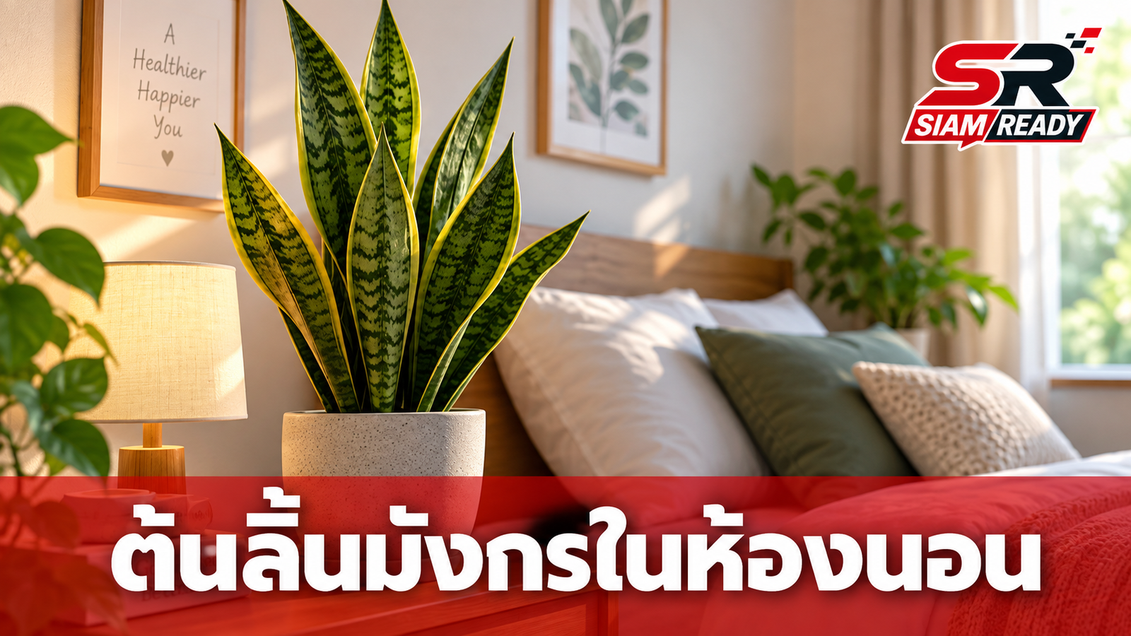 วาง “ต้นลิ้นมังกร” ไว้ในห้องนอน เกิดอะไรขึ้น? เปิดข้อดีที่หลายคนอาจไม่เคยรู้!