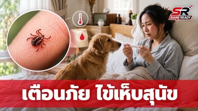 เตือนภัย 'ไข้เห็บสุนัข' พบผู้ป่วยแล้ว 53 ราย เสียชีวิต 5 ราย แนะวิธีป้องกันและสังเกตอาการ