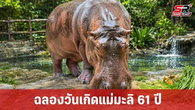 สวนสัตว์เปิดเขาเขียว เตรียมจัดงานฉลองวันเกิด 'แม่มะลิ' ฮิปโปฯ วัย 61 ปี อย่างยิ่งใหญ่