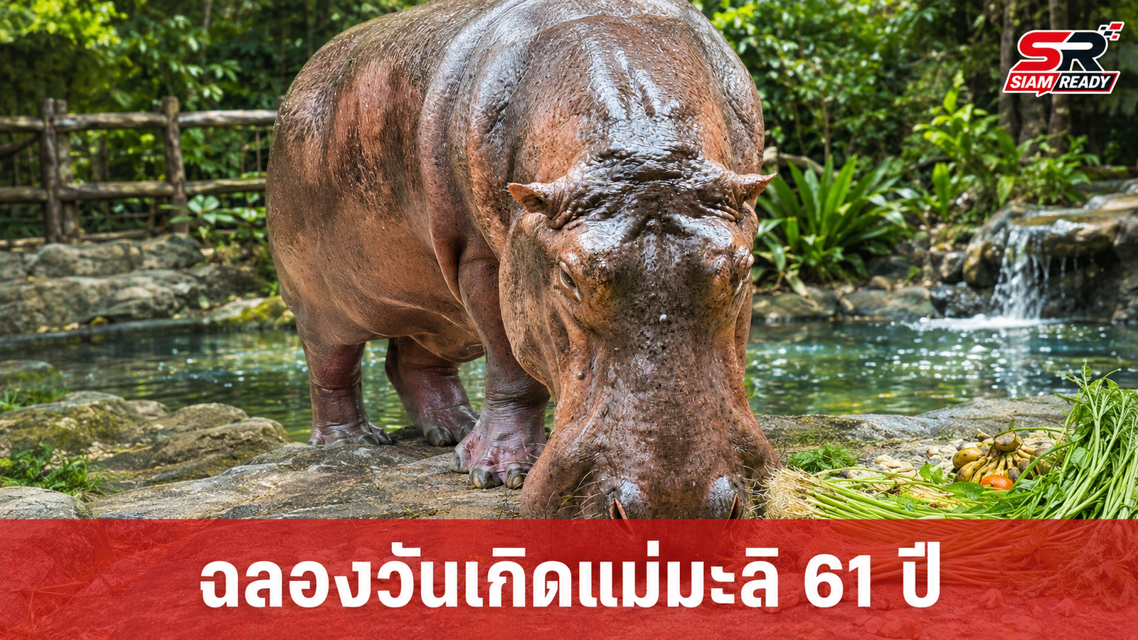 สวนสัตว์เปิดเขาเขียว เตรียมจัดงานฉลองวันเกิด 'แม่มะลิ' ฮิปโปฯ วัย 61 ปี อย่างยิ่งใหญ่