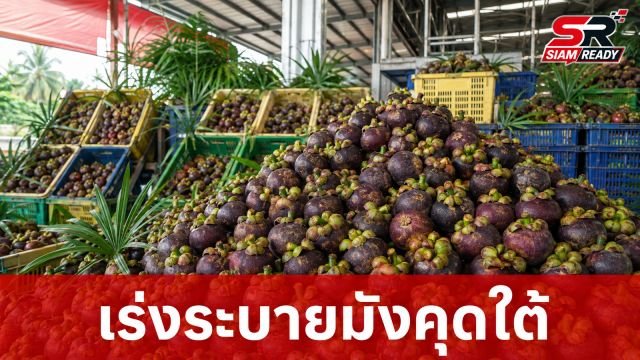 กรมการค้าภายในผนึกตลาดสี่มุมเมือง เร่งกระจายมังคุดใต้ พยุงราคาช่วงผลผลิตออกสู่ตลาด
