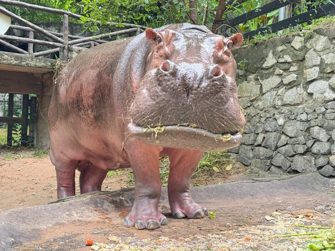 สวนสัตว์เปิดเขาเขียว เตรียมจัดงานฉลองวันเกิด 'แม่มะลิ' ฮิปโปฯ วัย 61 ปี อย่างยิ่งใหญ่