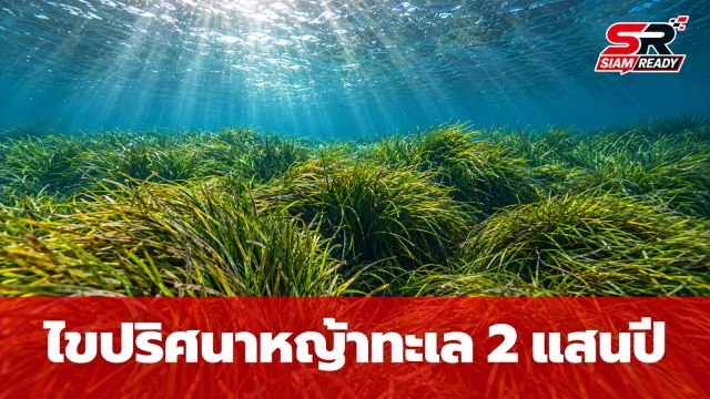 ไขปริศนาหญ้าทะเลสเปนอายุยืน 2 แสนปี พร้อมภารกิจฟื้นฟูระบบนิเวศครั้งใหญ่