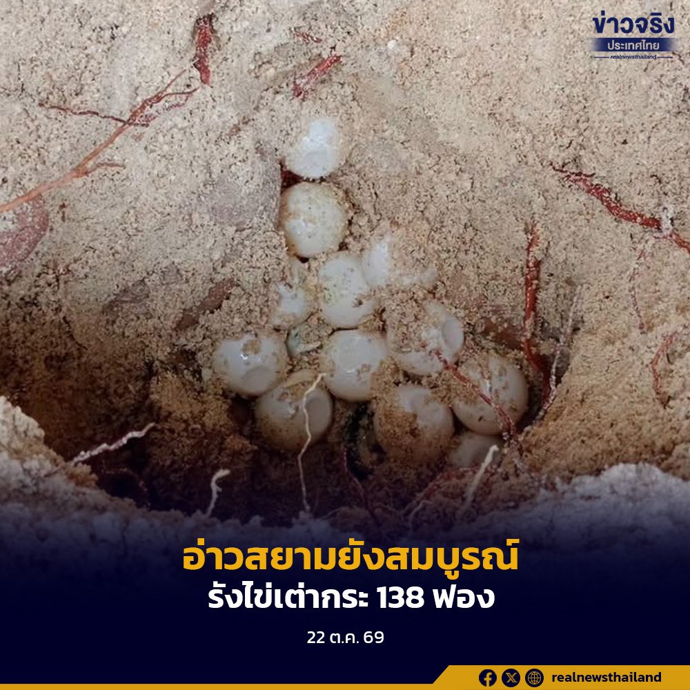 ข่าวดีอ่าวสยาม! พบรังไข่เต่ากระ 138 ฟอง เจ้าหน้าที่เร่งย้ายเข้าบ่ออนุบาลเพื่อความปลอดภัย