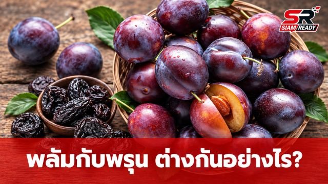ไขข้อข้องใจ 'พลัม' กับ 'พรุน' เหมือนหรือต่างกันอย่างไร? พร้อมวิธีบริโภคที่ถูกต้อง