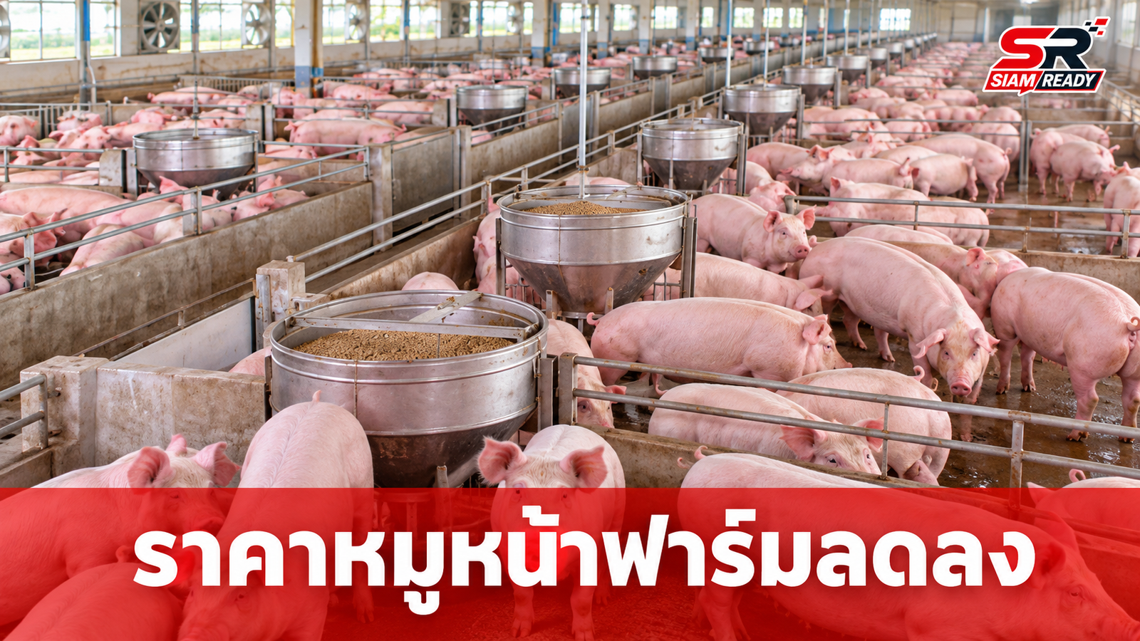 กรมการค้าภายในยันราคาสุกรหน้าฟาร์มลดลง ชี้ผลกระทบน้ำท่วมจำกัด พร้อมเฝ้าระวังต่อเนื่อง