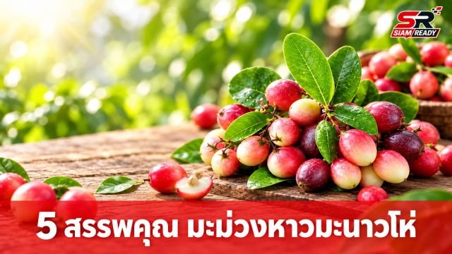 เปิด 5 สรรพคุณเด่น 'มะม่วงหาวมะนาวโห่' สมุนไพรใกล้ตัวเพื่อสุขภาพ