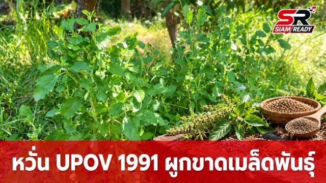 หวั่น UPOV 1991 ผูกขาดเมล็ดพันธุ์ ซ้ำรอยข้าวโพด-จดสิทธิบัตรกะเพรา