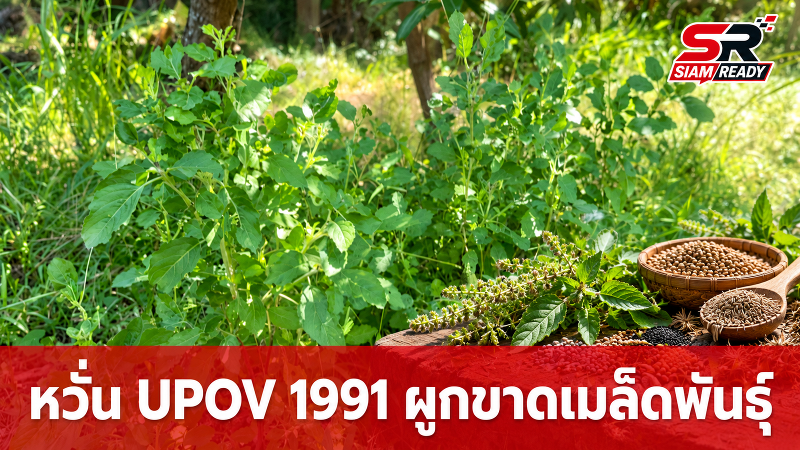 หวั่น UPOV 1991 ผูกขาดเมล็ดพันธุ์ ซ้ำรอยข้าวโพด-จดสิทธิบัตรกะเพรา