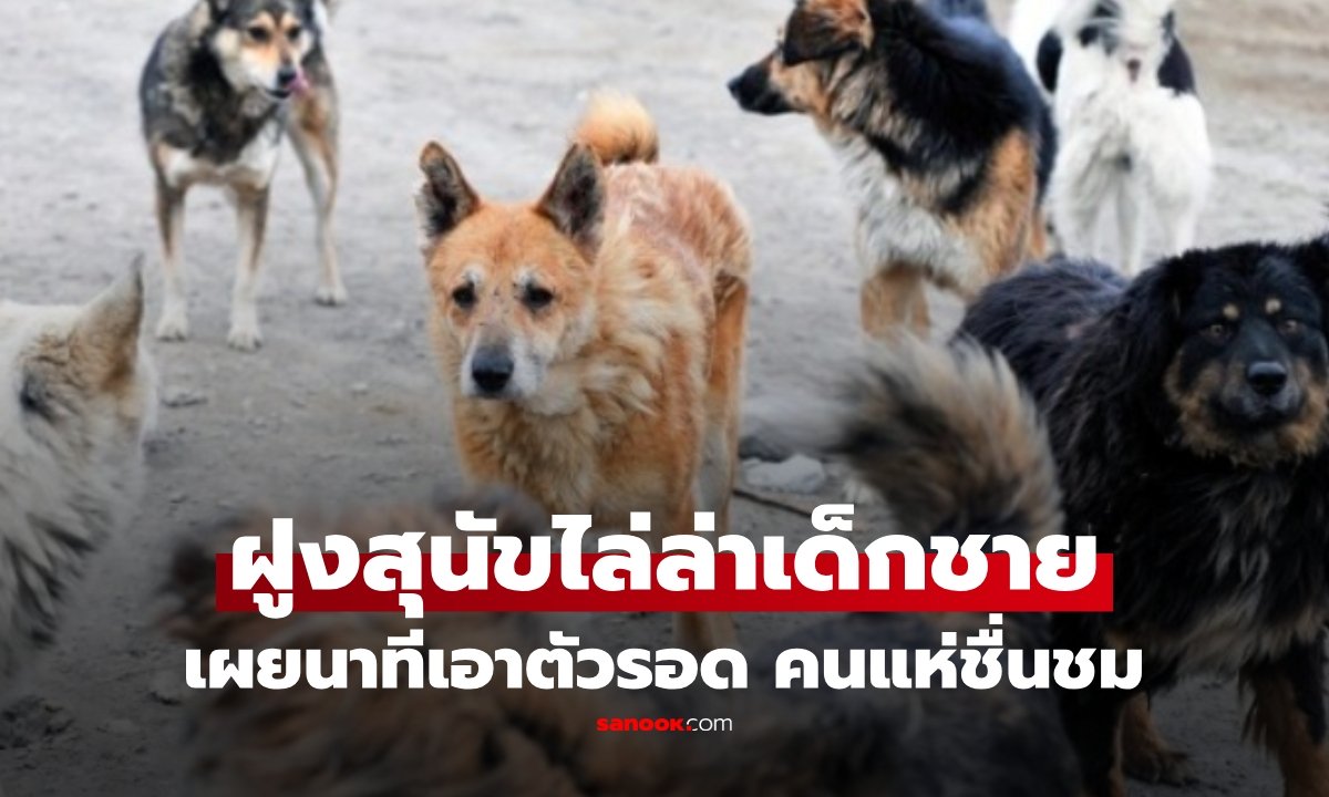 นาทีชีวิต! เด็กชายวัย 8 ขวบใช้ไหวพริบหนีฝูงสุนัขจรจัดนับ 10 ตัวลงทะเลรอดหวุดหวิด