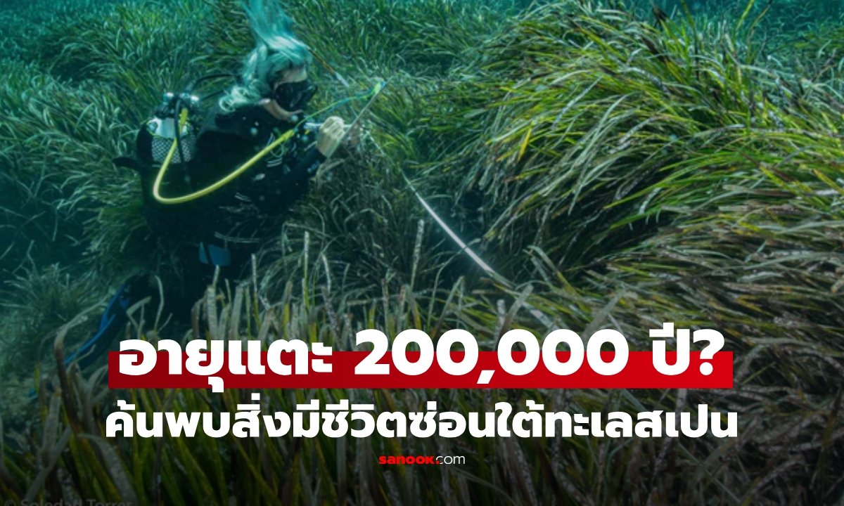 ไขปริศนาหญ้าทะเลสเปนอายุยืน 2 แสนปี พร้อมภารกิจฟื้นฟูระบบนิเวศครั้งใหญ่
