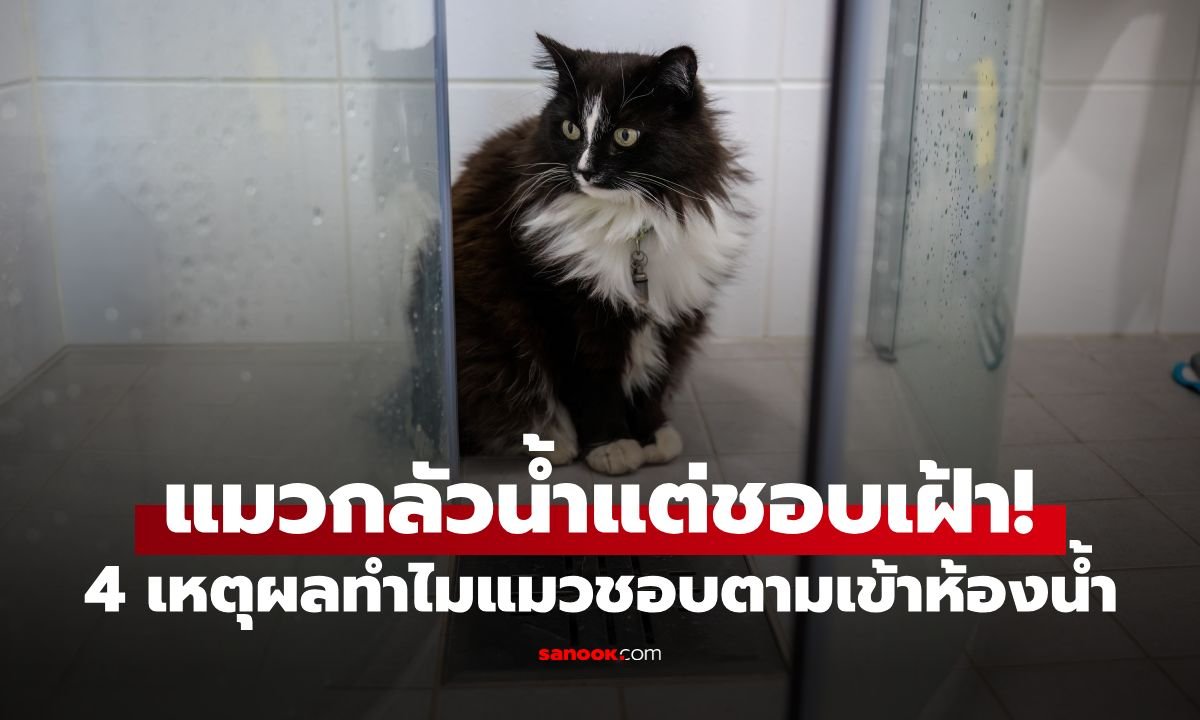ไขข้อข้องใจ! ทำไมแมวถึงชอบตามเข้าห้องน้ำ ทั้งที่กลัวน้ำจนตัวสั่น
