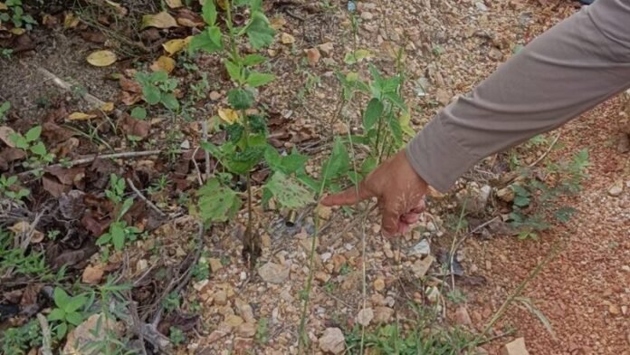 รวบ 'บังดี้' มือปืนก่อเหตุยิงเพื่อนดับกลางถนน หลังระแวงกลัวถูกทำร้าย