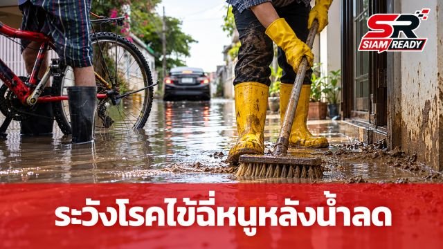 กรมควบคุมโรคเตือนภัยหลังน้ำลด ระวัง 'โรคไข้ฉี่หนู' แนะสวมอุปกรณ์ป้องกันขณะทำความสะอาด
