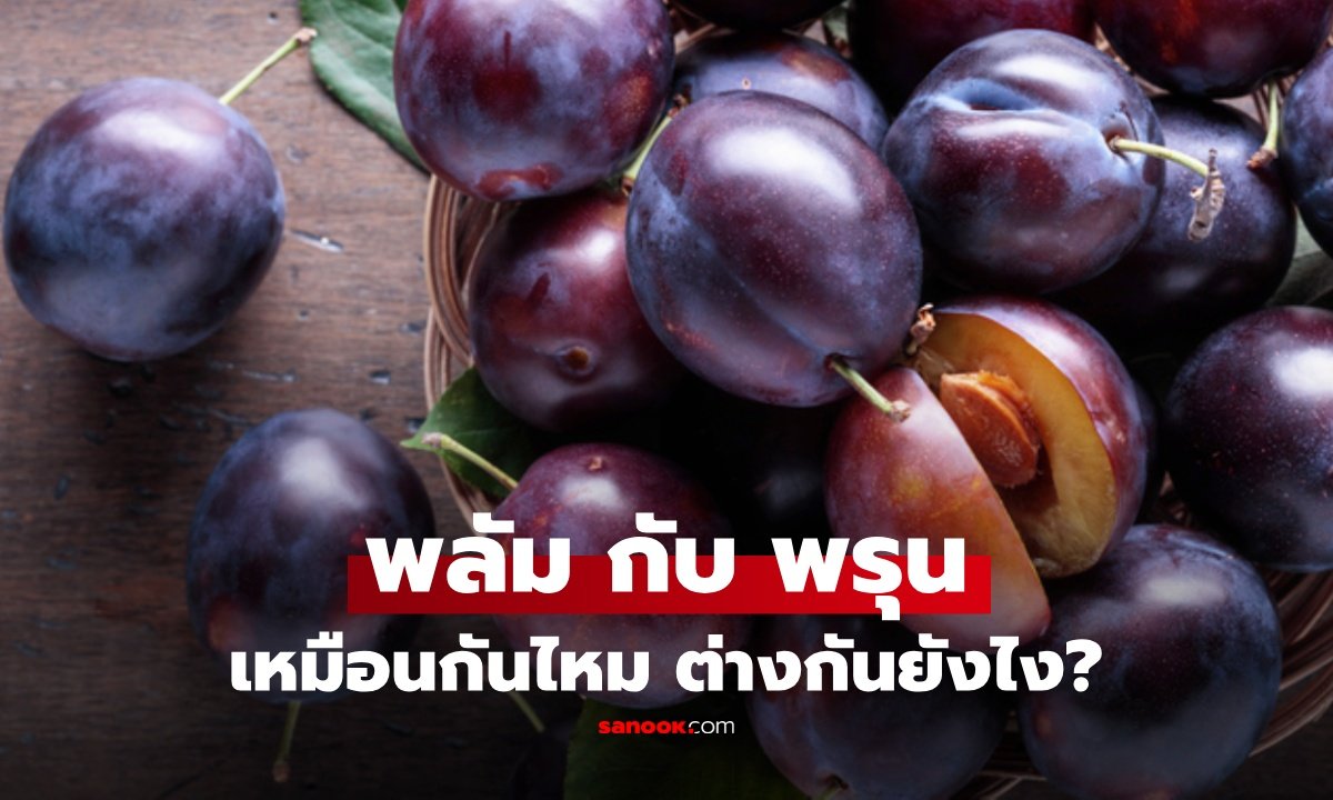 ไขข้อข้องใจ 'พลัม' กับ 'พรุน' เหมือนหรือต่างกันอย่างไร? พร้อมวิธีบริโภคที่ถูกต้อง