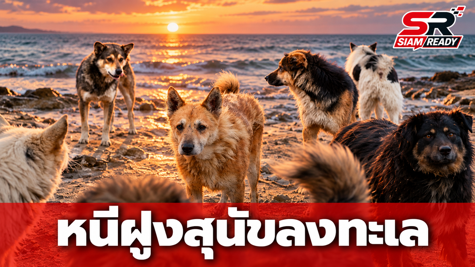 นาทีชีวิต! เด็กชายวัย 8 ขวบใช้ไหวพริบหนีฝูงสุนัขจรจัดนับ 10 ตัวลงทะเลรอดหวุดหวิด