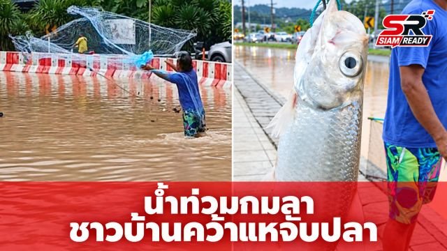 น้ำท่วมกมลาไม่หวั่น ชาวบ้านคว้าแหหว่านจับปลาบนถนน
