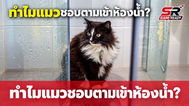 ไขข้อข้องใจ! ทำไมแมวถึงชอบตามเข้าห้องน้ำ ทั้งที่กลัวน้ำจนตัวสั่น