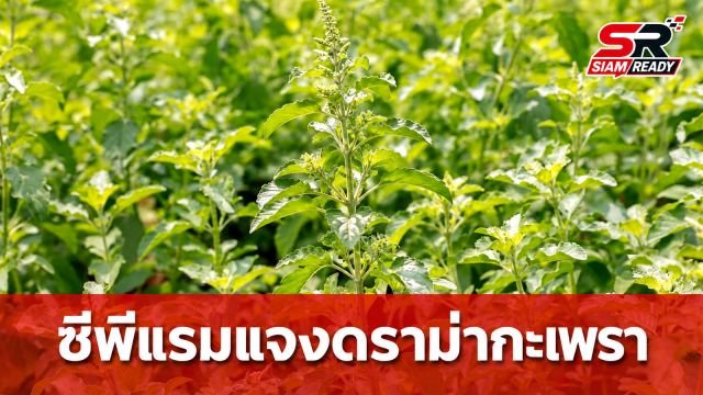ซีพีแรมแจงดราม่าจดทะเบียนกะเพรา ย้ำพันธุ์ทั่วไปยังปลูก-ขายได้ปกติ