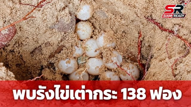 ข่าวดีอ่าวสยาม! พบรังไข่เต่ากระ 138 ฟอง เจ้าหน้าที่เร่งย้ายเข้าบ่ออนุบาลเพื่อความปลอดภัย
