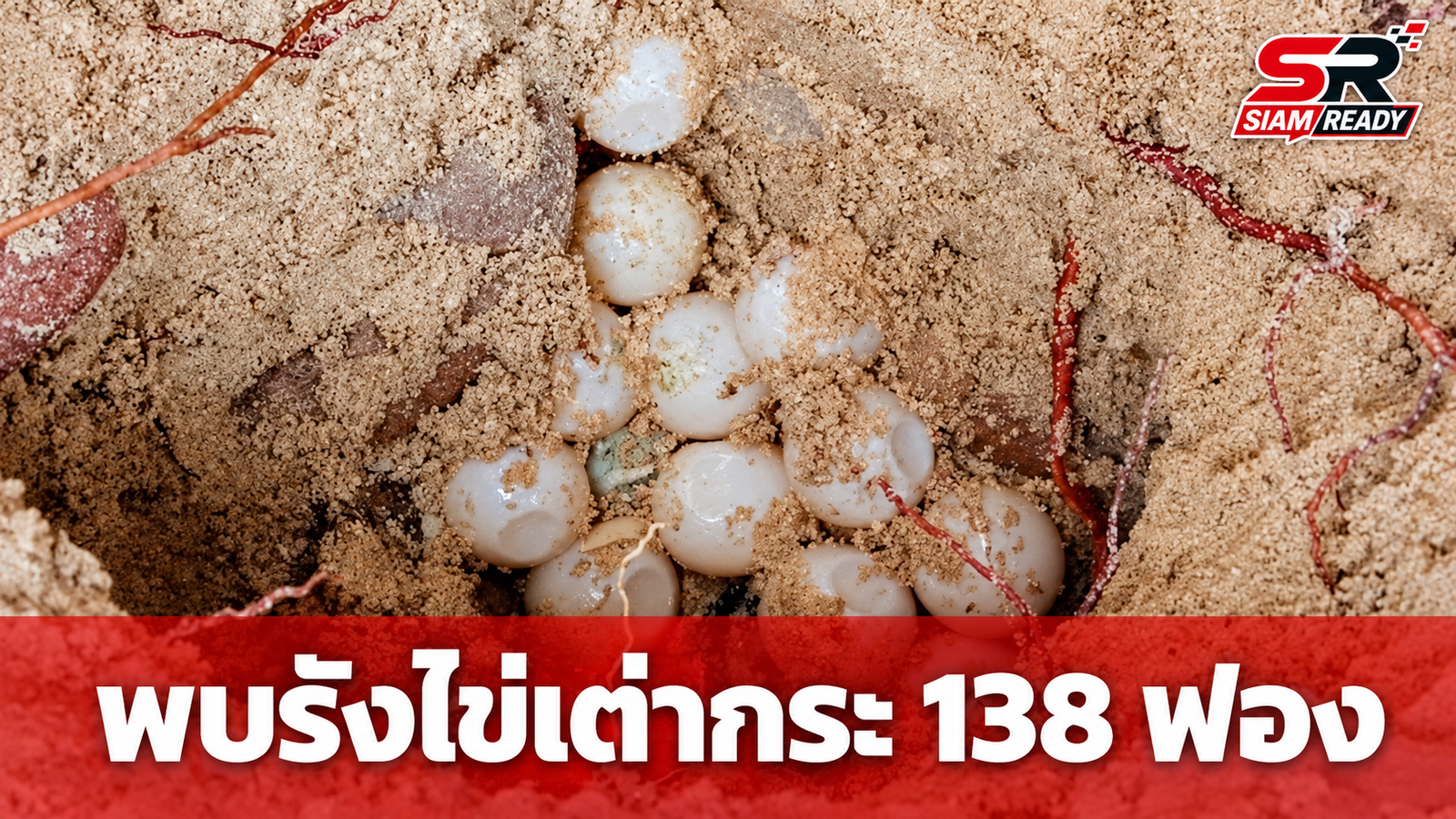 ข่าวดีอ่าวสยาม! พบรังไข่เต่ากระ 138 ฟอง เจ้าหน้าที่เร่งย้ายเข้าบ่ออนุบาลเพื่อความปลอดภัย