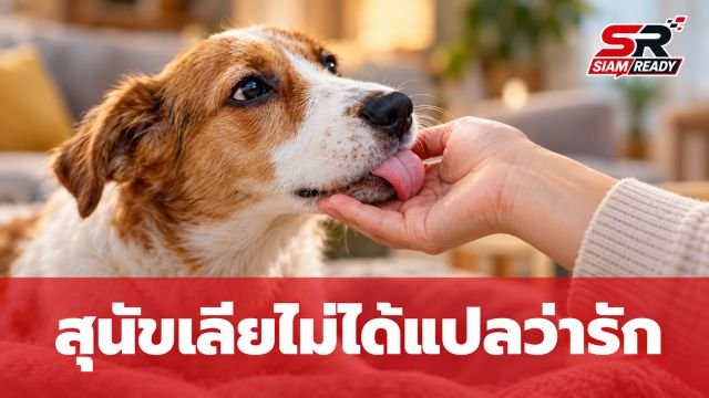 สุนัขเลียเจ้าของไม่ได้แปลว่ารักเสมอไป เปิดความหมายแฝงที่คนเลี้ยงมักเข้าใจผิด